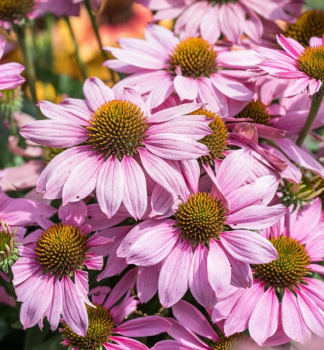 Echinacea hybridn� �LIGHT PINK PEARL��, kont. 0,5 l