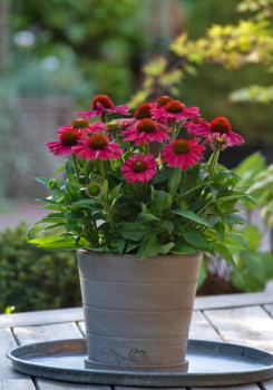 Echinacea hybridn� �SUN MAGIC�VINTAGE WATERMELON� kont. 0,5 l