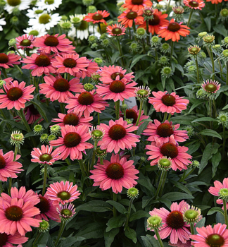 Echinacea hybridn� �SUN MAGIC�VINTAGE WATERMELON� kont. 0,5 l