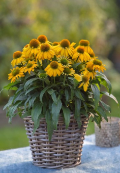 Echinacea hybridn� �SUN MAGIC�VINTAGE MANGO� kont. 0,5 l