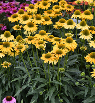 Echinacea hybridn� �SUN MAGIC�VINTAGE MANGO� kont. 0,5 l