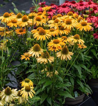 Echinacea hybridn� �SUN MAGIC�VINTAGE MANGO� kont. 0,5 l