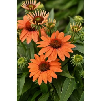 Echinacea hybridn� �SALMON PEARL�� kont. 0,5 l