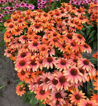 Echinacea hybridn� �SALMON PEARL�� kont. 0,5 l