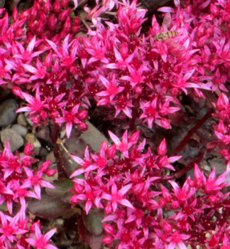 Rozchodn�k pochybn� �COCCINEUM� kont. 0,5 l