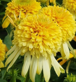 Echinacea hybridn� �LEMON DROP�� kont. 0,5 l