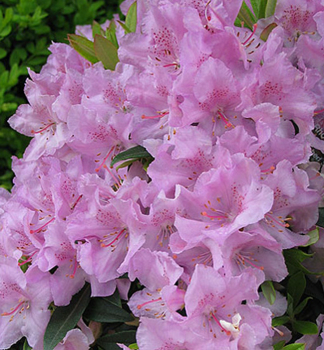 Rododendron ´ROBERT SELEGER´ 20-30 cm, kont. 2,5 l 