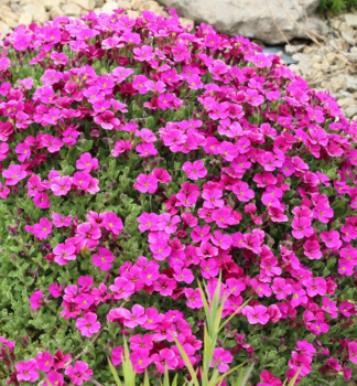 Tari�ka �FLORADO ROSE RED�, kont. 0,5 l