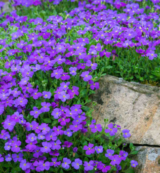 Tari�ka �KITTE� BLUE� kont. 0,5 l