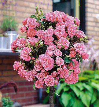 Miniruža stromčeková ´TOPOLINA®´ ružová, na kmienku 40 cm, kont. 2,5 l