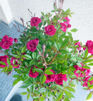 Miniruža stromčeková ´TOPOLINA®´ ružová, na kmienku 40 cm, kont. 2,5 l