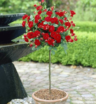 Miniruža stromčeková ´TOPOLINA®´ červená, na kmienku 35 cm, kont. 2,5 l
