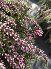 Obr�zok (1)