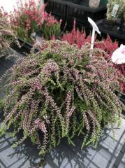 Obr�zok (2)