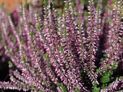 Obr�zok