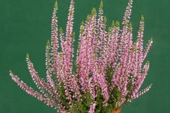 Obr�zok (1)