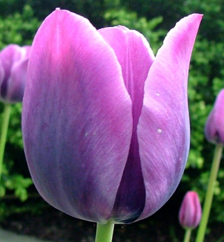 Tulipán ´BLEU AIMABLE´ 5 ks v balení