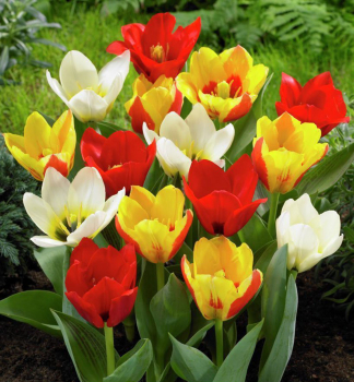Tulipán botanický ´BOTANICAL MIXED´ 5 ks v balení 