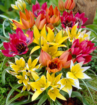 Tulip�n botanick� �BOTANICAL MIXED� 10 ks v balen�