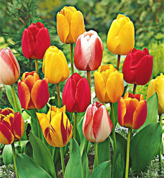 Tulipán ´DARWIN MIX´ 5 ks v balení 