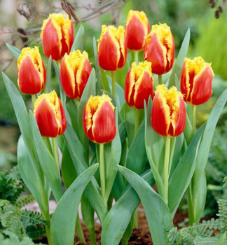 Tulipán ´DAVENPORT´ 5 ks v balení