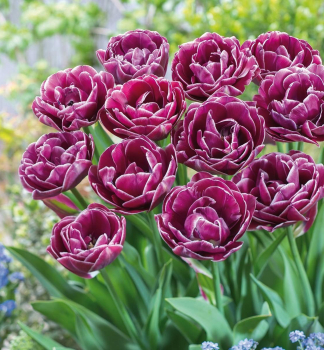 Tulipán ´DREAM TOUCH´ 5 ks v balení