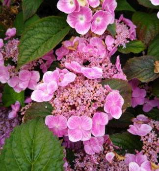 Hortenzia p�lkat� �BLUE CLOUDS�� 20-30 cm, kont. 2,5 l