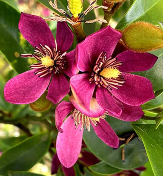 Magn�lia v�dyzelen� �STELLAR RUBY� 30-40 cm, kont. 3 l