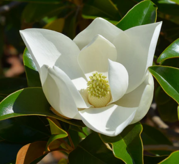 Magnlia vekokvet 60-70 cm, kont. 5 l