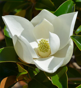 Magn�lia ve�kokvet� 70-80 cm, kont. 5 l