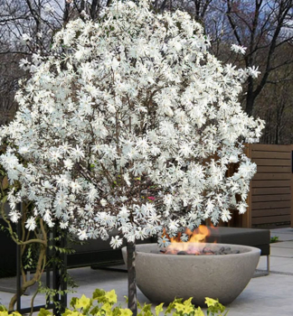 Magn�lia hviezdicokvet� �ROYAL STAR� na kmienku 120 cm, kont. 12 l