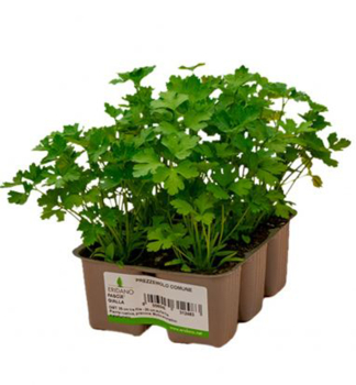 PETR�LEN v�a�ov� �COMUNE� 6 ks v multiplate