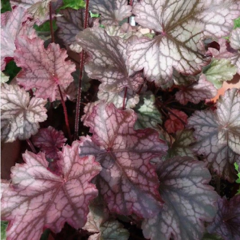 Heuchera hybridn CAN CAN kont. 0,5 l