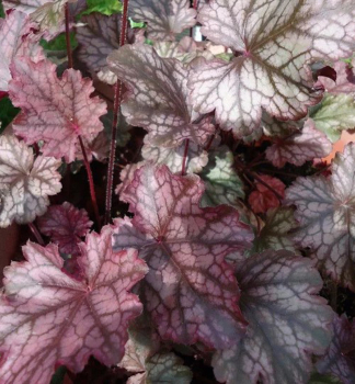 Heuchera hybridn� �CAN CAN� kont. 0,5 l