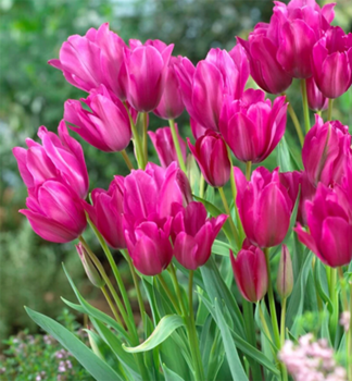 Tulipn NIGHT CLUB 5 ks v balen