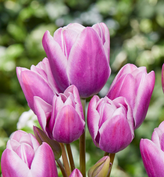 Tulipn PURPLE ELEGANCE 5 ks v balen