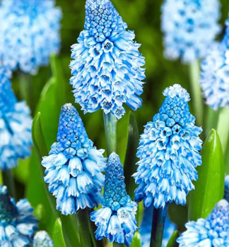 Modrica AZUREUM BLUE 10 ks v balen