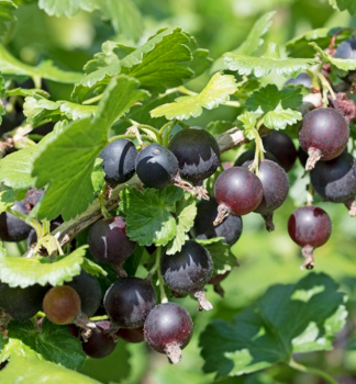 JOSTA (Rbezoegre) krkov JODELI 40-50 cm, kont. 2 l