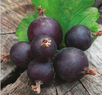 JOSTA (Rbezoegre) krkov JOGUSTO 40-50 cm, kont. 2 l