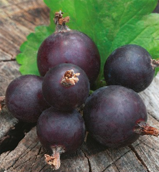 JOSTA (R�bez�oegre�) kr�kov� �JOGUSTO�� 40-50 cm, kont. 2 l