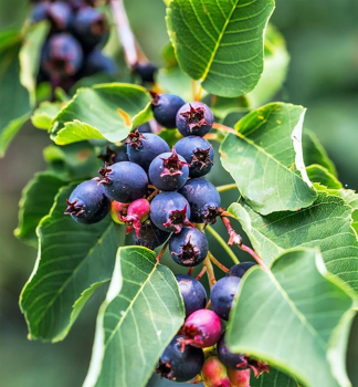 Muchovn�k jel�olist� �GREATBERRY� FRUITY� (Amelanchier) 40-50 cm, kont. 5 l