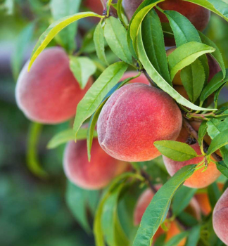 Broskya FRUTERIA podp. Rakonieviczk, vonok.