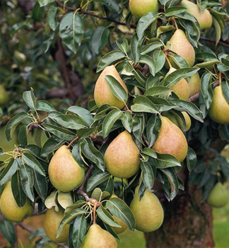 Hruka CHARNEUSK podp. kaukazsk, vonok.