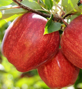 Jablo� �STARKING� podp. M26, vo�nok.