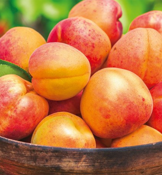 Marhua TELMA podp. myrobaln, vonok.