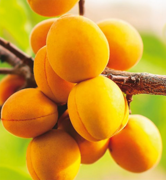 Marhua VEGAMA podp. myrobaln, vonok.