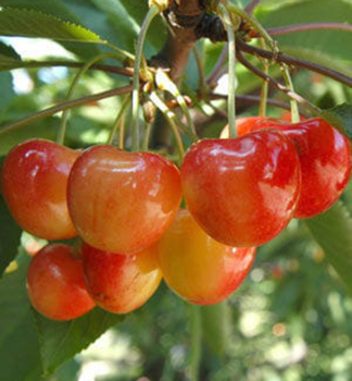 �ere��a �VEGA� podp. Colt, vo�nok.