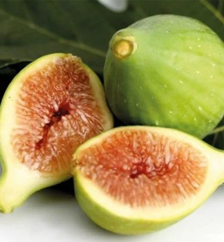 Figovnk TROIANO 40-50 cm, kont. 2 l