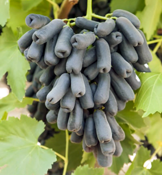 Vini stolov bezsemenn rezistentn AVATAR, zemn bal