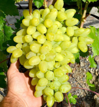 Vini stolov bezsemenn rezistentn KIMI VOLODAR, zemn bal